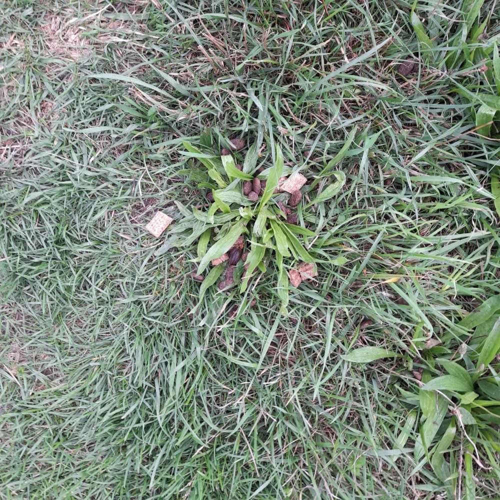 Giftköder-Vermutlicher  Giftköter-Profilbild