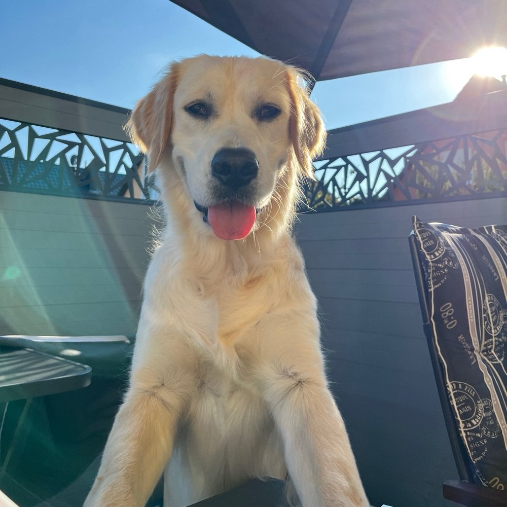 Hundetreffen-Loki sucht Hundefreunde in Leipzig-Profilbild