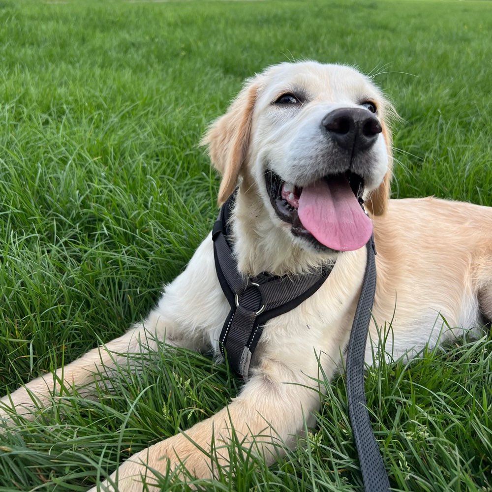 Hundetreffen-Loki sucht Welpenfreunde zum spielen-Profilbild