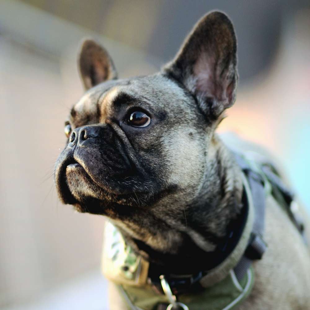 Hundetreffen-Hundefreunde zum spazieren und toben gesucht 🐕-Profilbild