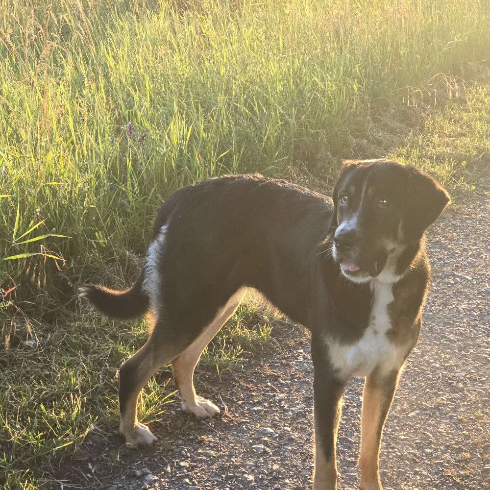 Hundetreffen-Spielen und Spaß-Profilbild
