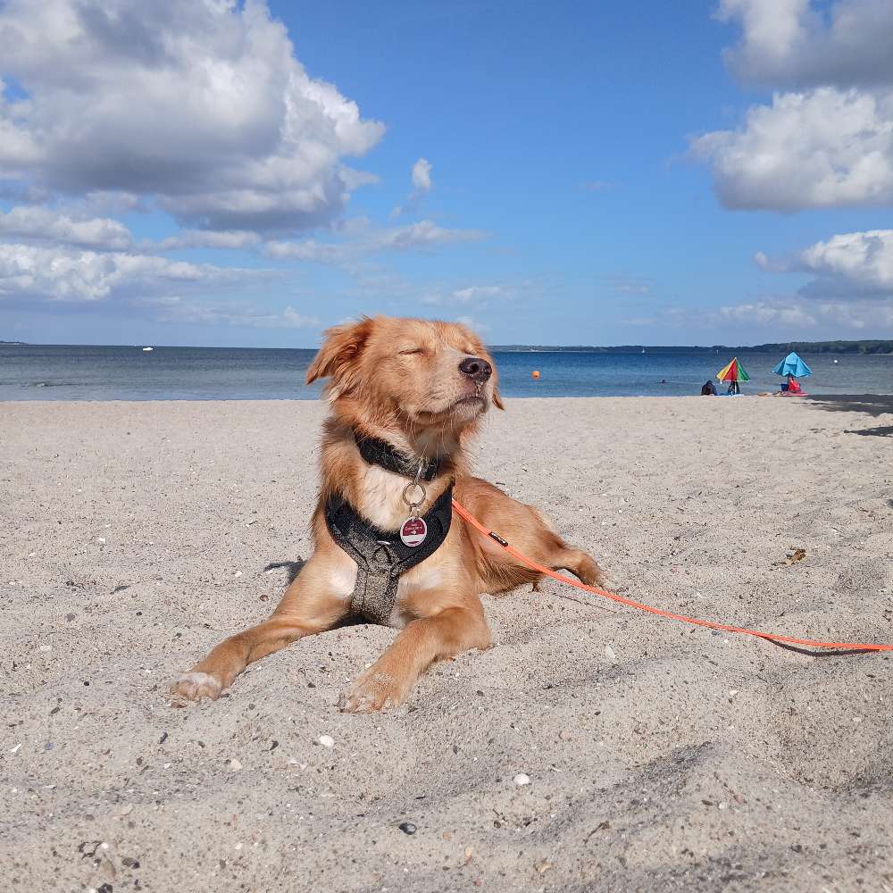 Hundetreffen-Treffen für Nala-Profilbild