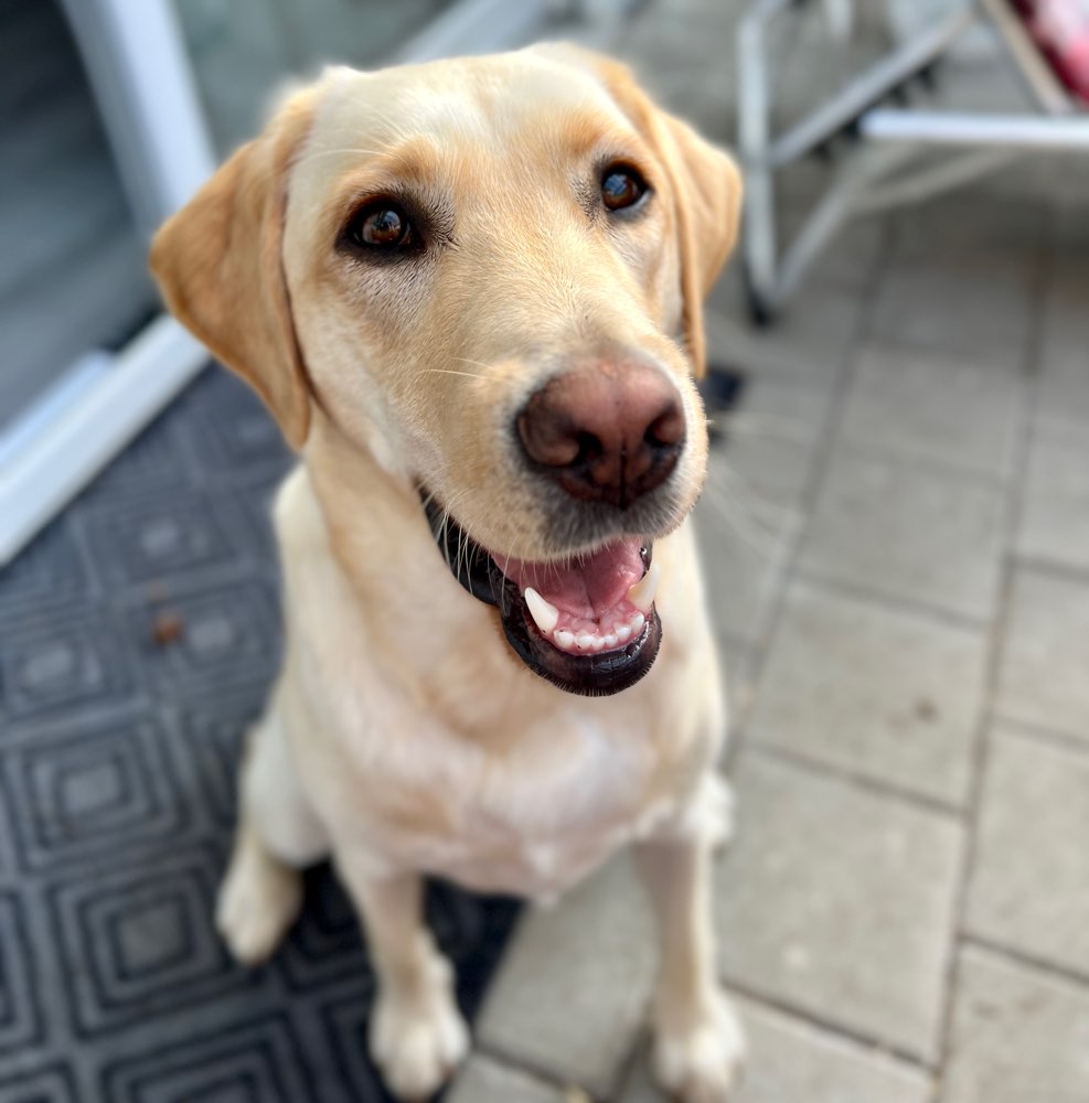 Hundetreffen-Treffen mit Finni-Profilbild