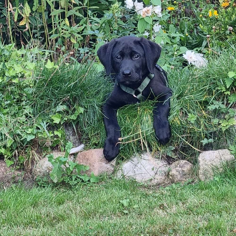 Hundetreffen-Welpentreffen-Profilbild