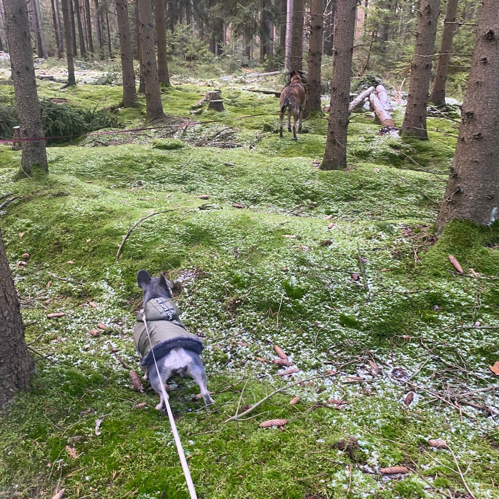 Hundetreffen-Gassigehen & spielen rundum Langenweißbach-Profilbild