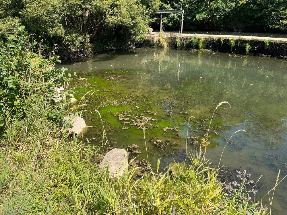 Giftköder-Verdacht auf Blaualgen in Heustreu-Profilbild