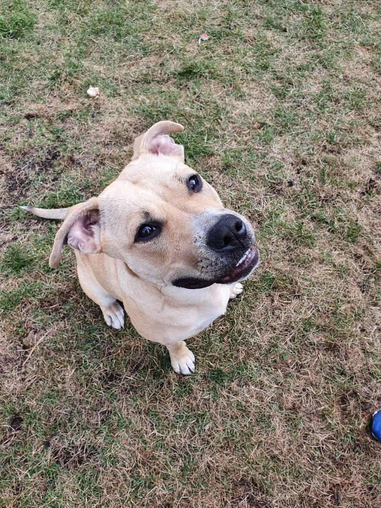 Hundetreffen-Sozial Walk, Hundetreffen, spielen und lernen-Profilbild