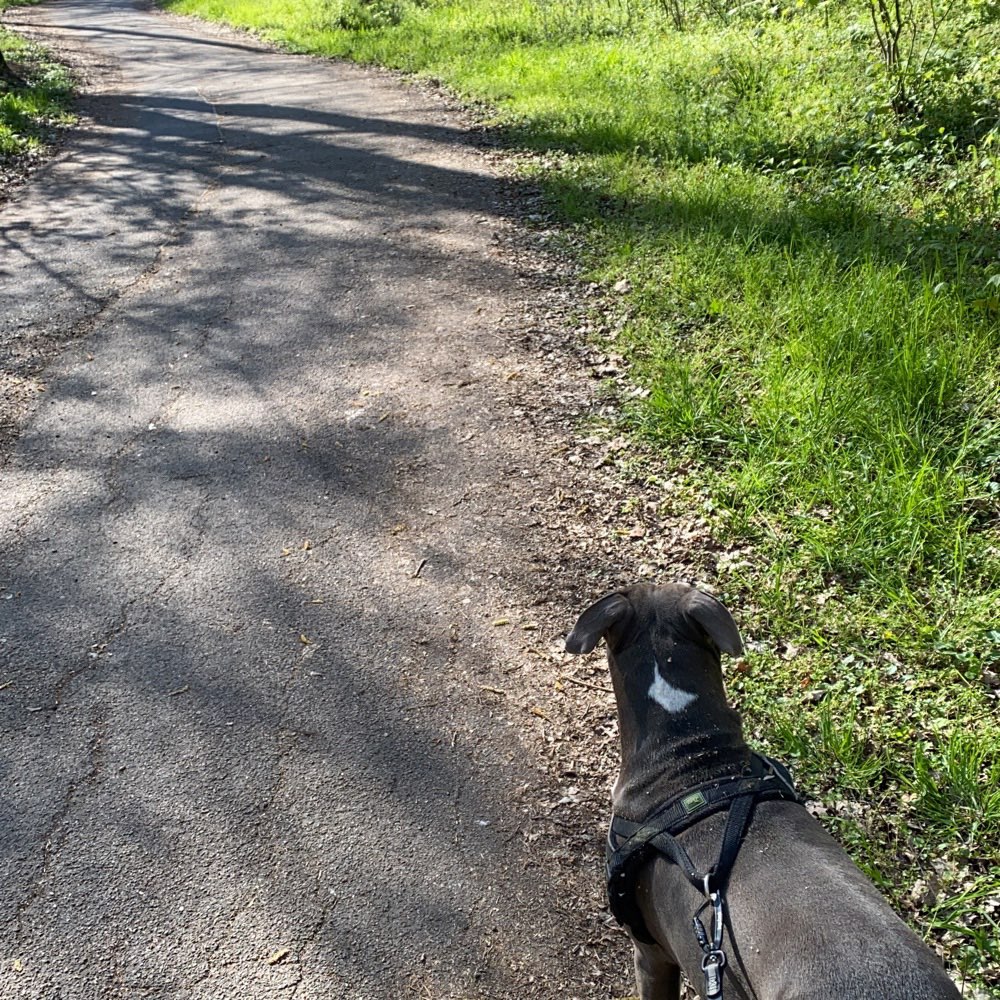 Hundetreffen-Hundetreff killesberg. Treffen für gassi und Training-Profilbild