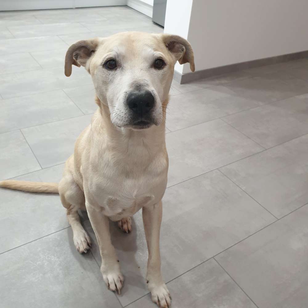 Hundetreffen-Social-Walk-Profilbild