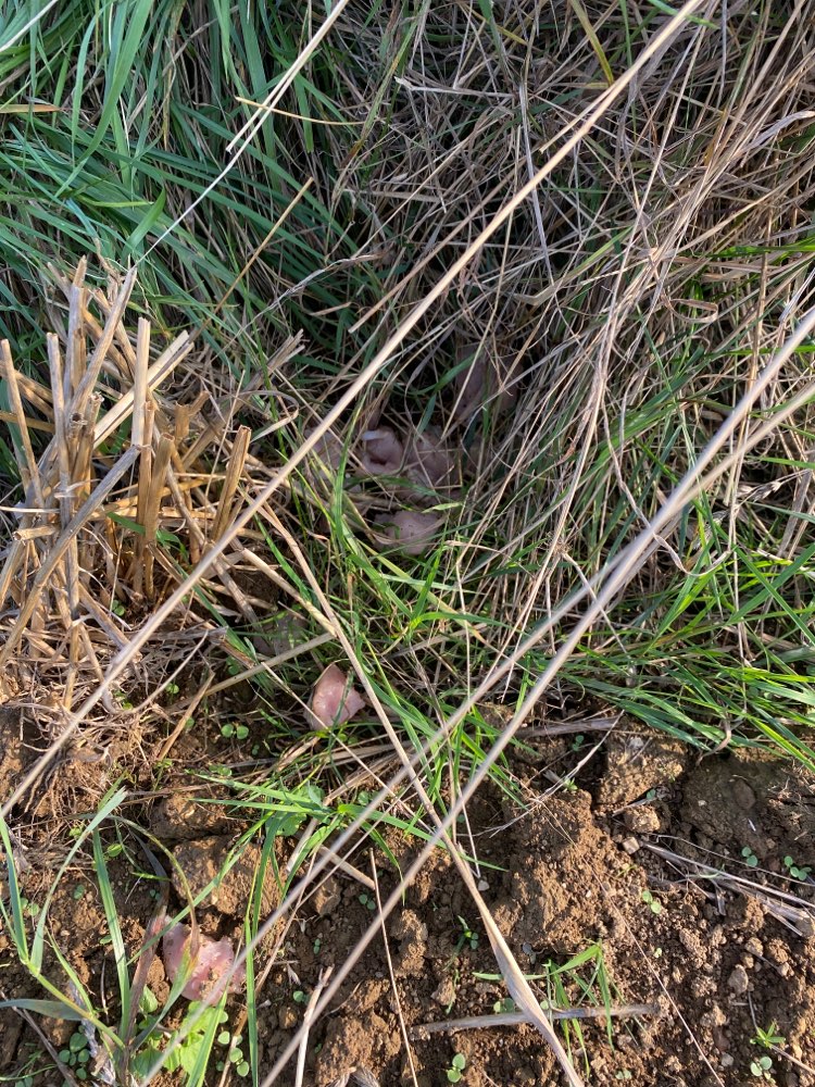 Giftköder-Fleischstücke neben dem Feldweg-Profilbild