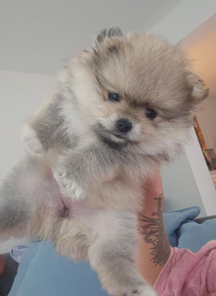 Hundetreffen-Welpentreffen in Niestetal-Profilbild