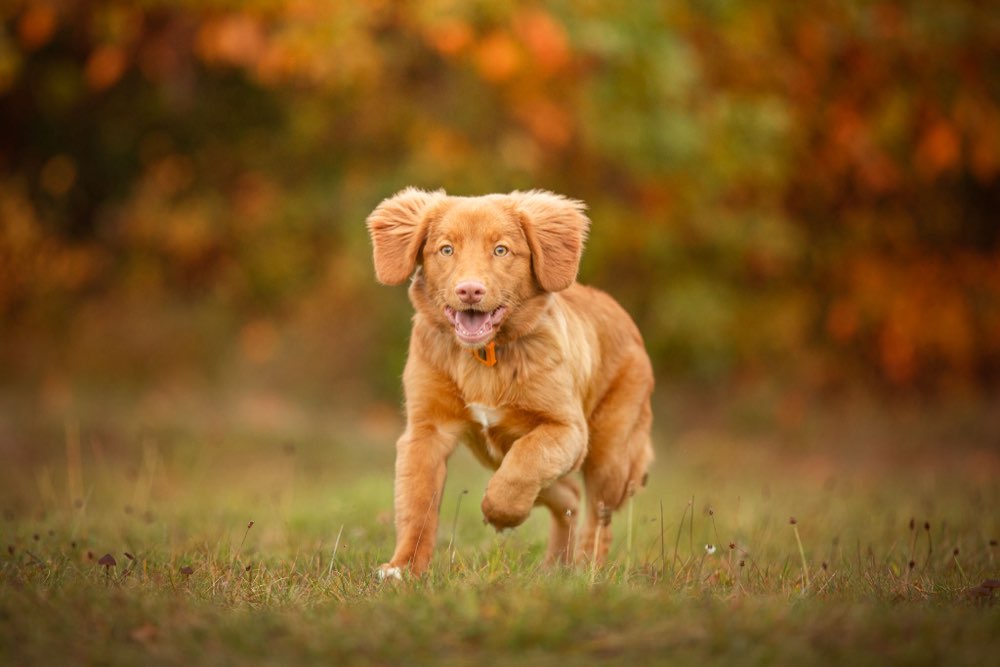 Hundetreffen-Spielkameraden für Freilauf gesucht-Profilbild
