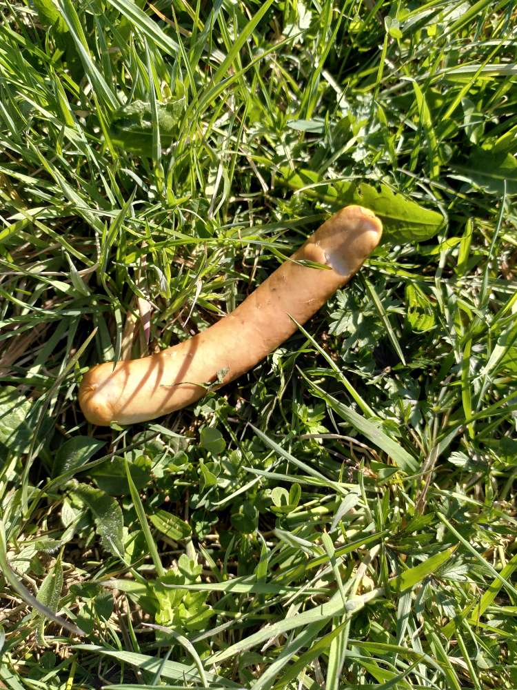 Giftköder-Wutst ausgelegt-Profilbild