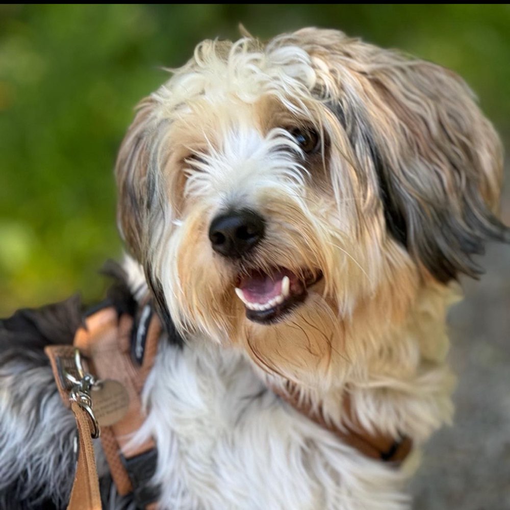 Hundetreffen-Spielpartner-Profilbild