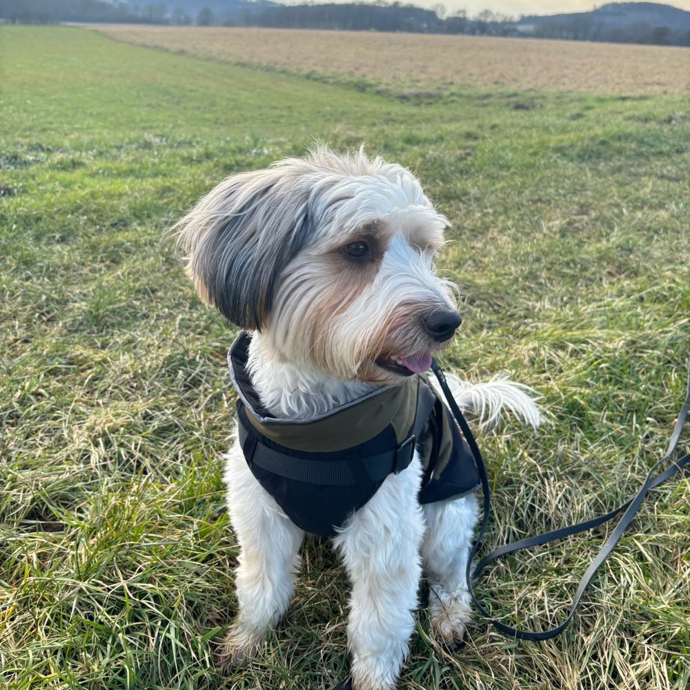 Hundetreffen-Social Walk-Profilbild