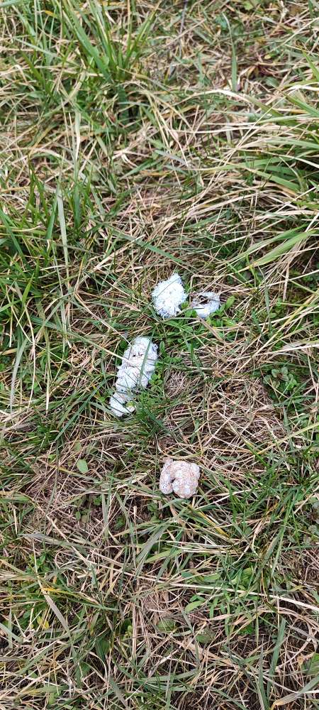 Giftköder-evtl giftköder-Profilbild