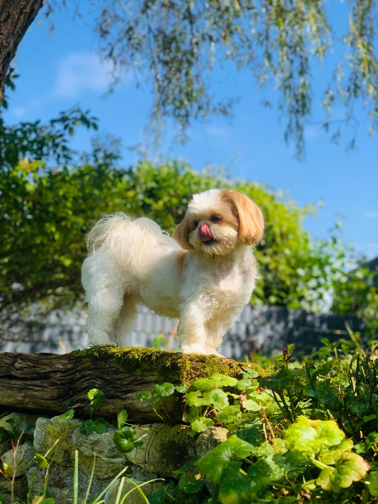 Hundetreffen-Social Walk und evtl Spielen-Profilbild