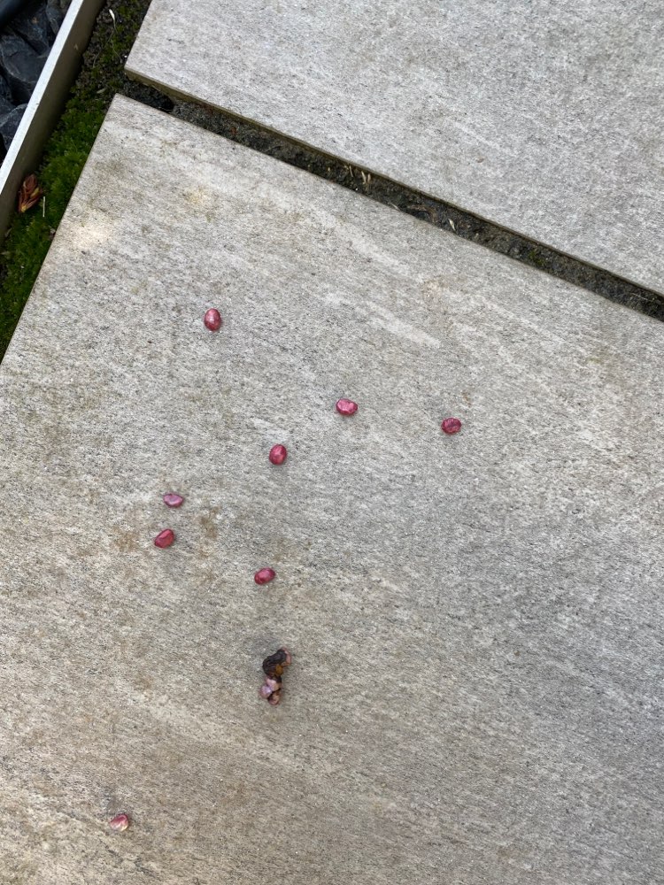 Giftköder-Vermutlich Rattengift in Privatgarten-Profilbild