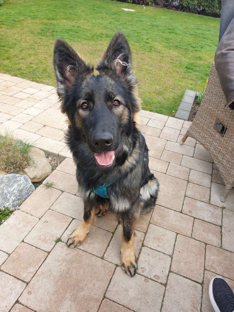 Hundetreffen-Ältere Hündin zum Spielen gesucht-Profilbild