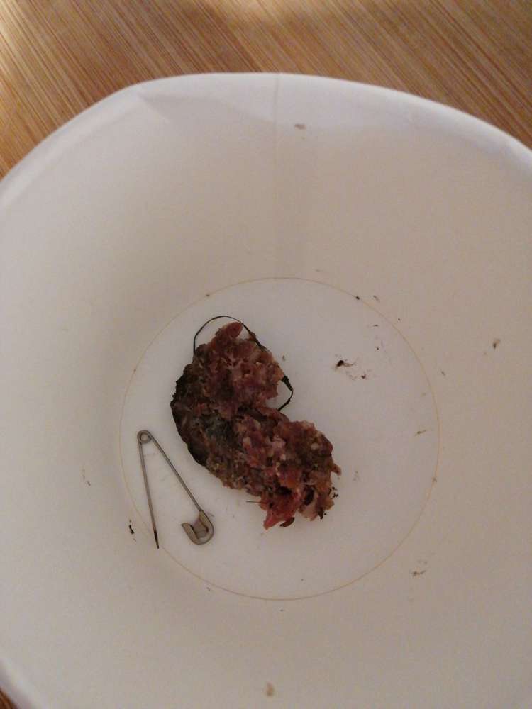 Giftköder-wurst mit sicherheitsnadel bestückt-Profilbild