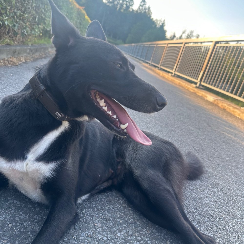 Hundetreffen-Gassirunde um die Silbertalsperre & rund um Kreuzberg-Profilbild