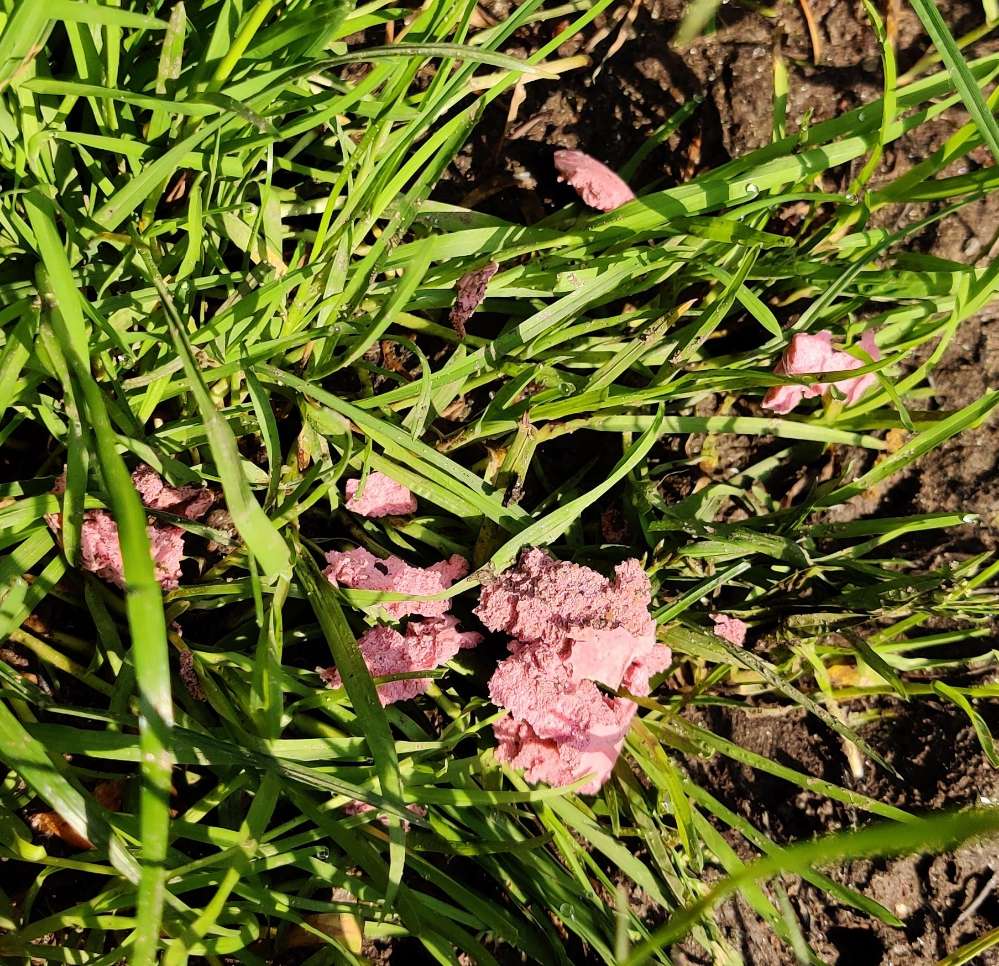 Giftköder-Rattengift wahrscheinlich-Profilbild