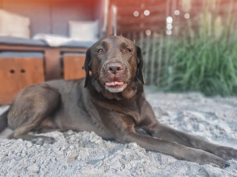 Hundetreffen-Trainingspartner gesucht-Profilbild