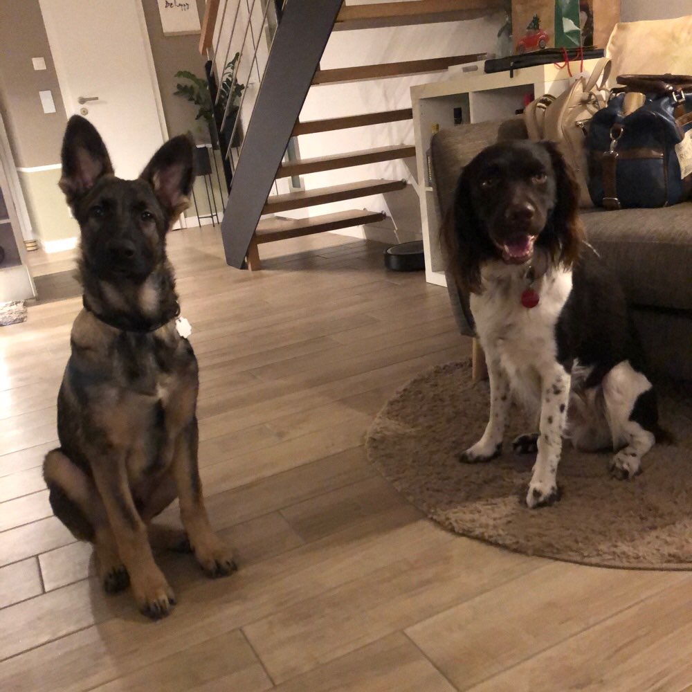 Hundetreffen-Spielrunde Schneidersgarten oder Hundewiese Sudenburg-Profilbild