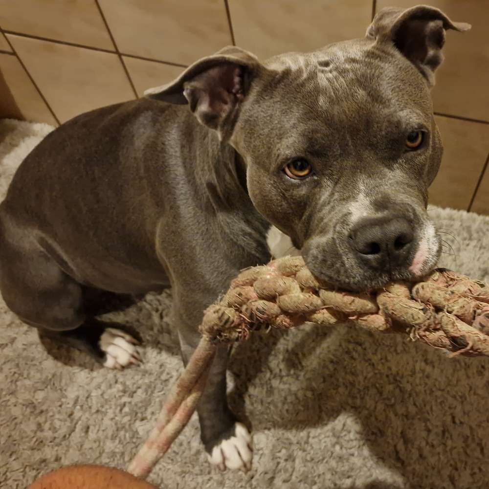 Hundetreffen-Gassirunden zu unterschiedlichen zeiten-Profilbild