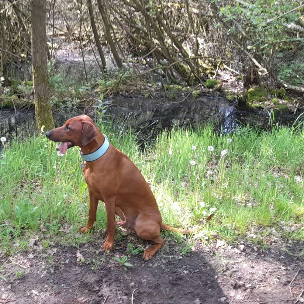 Hundetreffen-Gassi/Spielrunde mit Dante-Profilbild