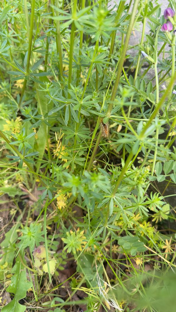 Giftköder-Goldafterraupe-Profilbild