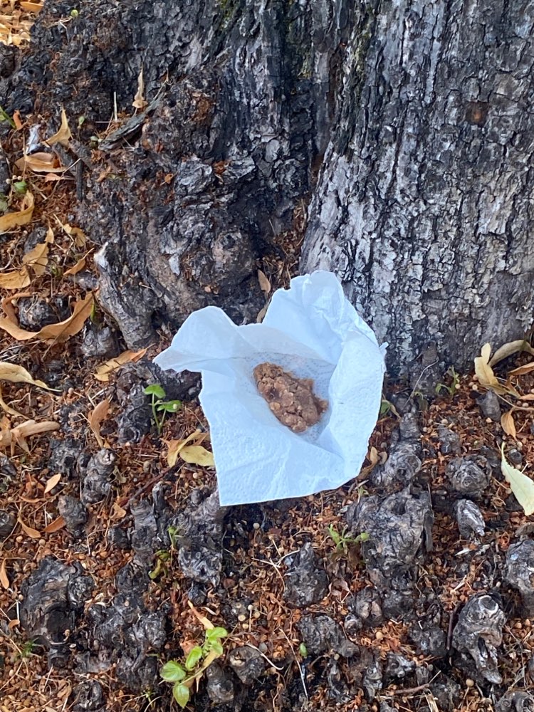 Giftköder-Vermutlich Giftköder-Profilbild