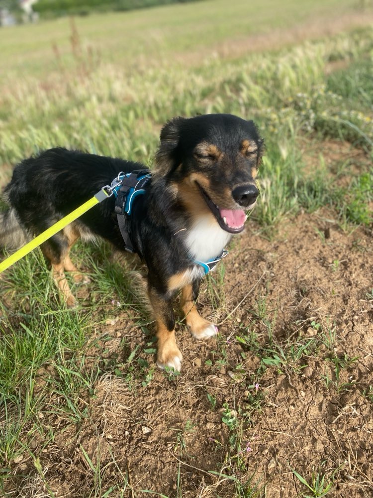 Hundetreffen-Spieletreffen/Gassi Runden-Profilbild