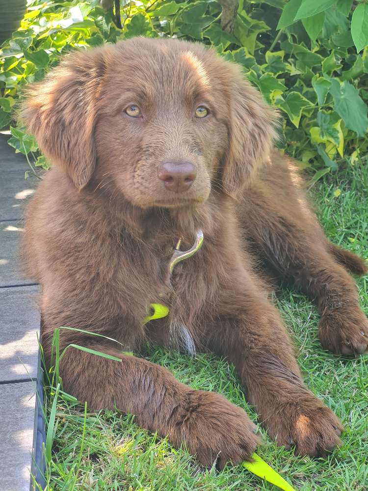 Hundetreffen-Welpen-Freunde gesucht-Profilbild