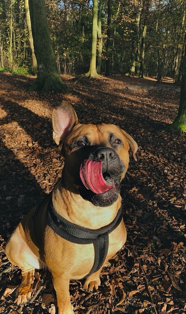 Hundetreffen-Rexi (Rüde) auf der Suche nach einem Buddy-Profilbild