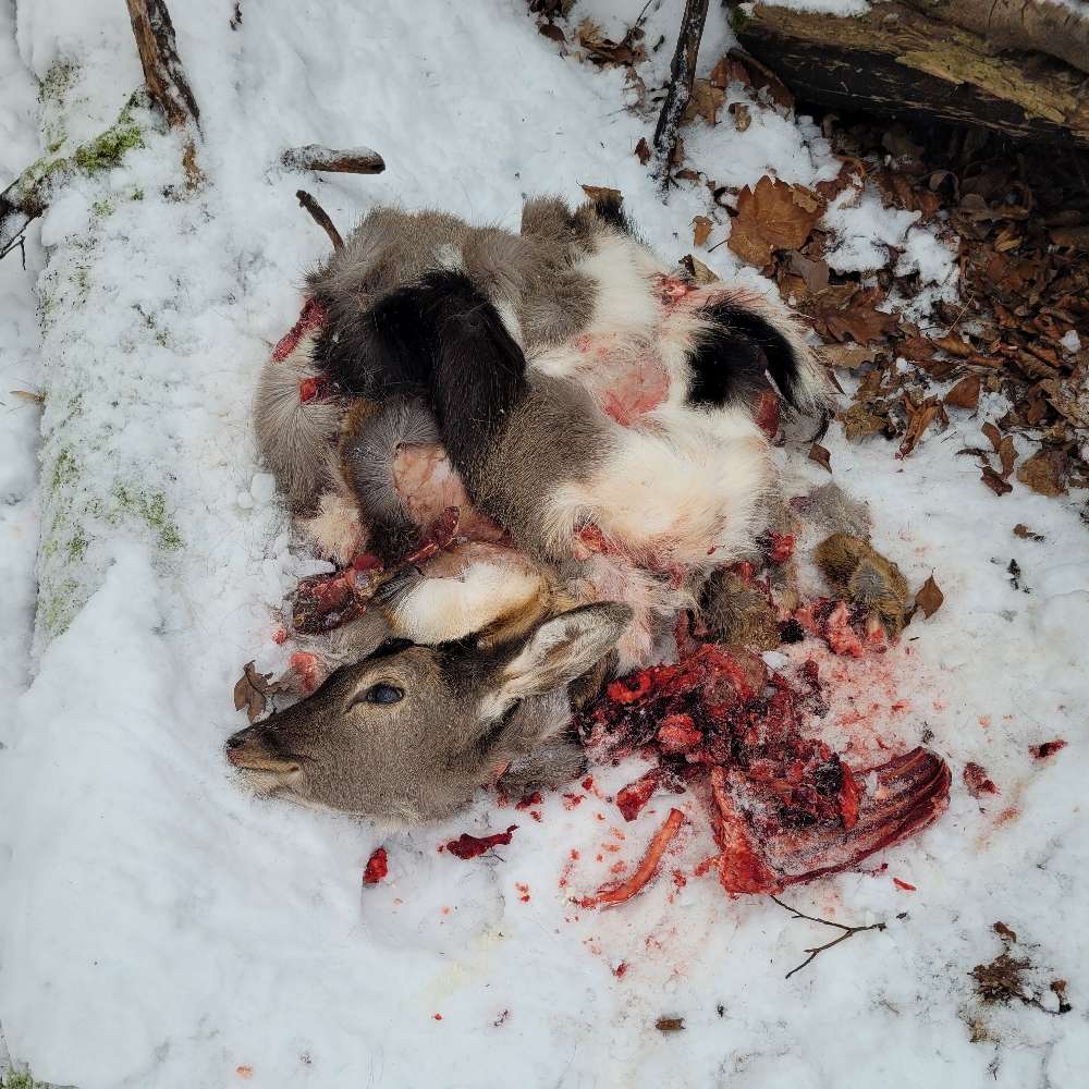 Giftköder-Totes Reh-Profilbild
