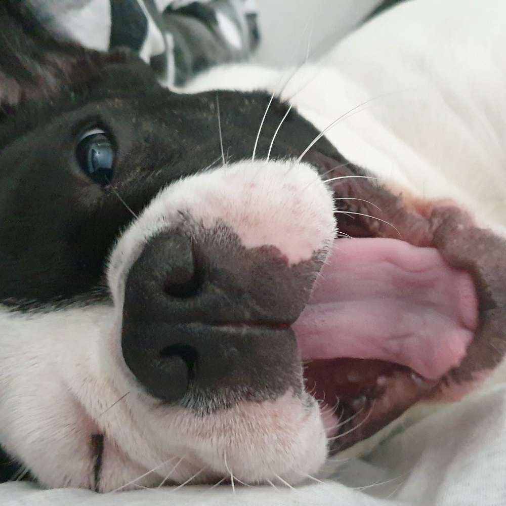 Hundetreffen-Wanda sucht Freunde zum Spielen oder Spazieren gehen-Profilbild