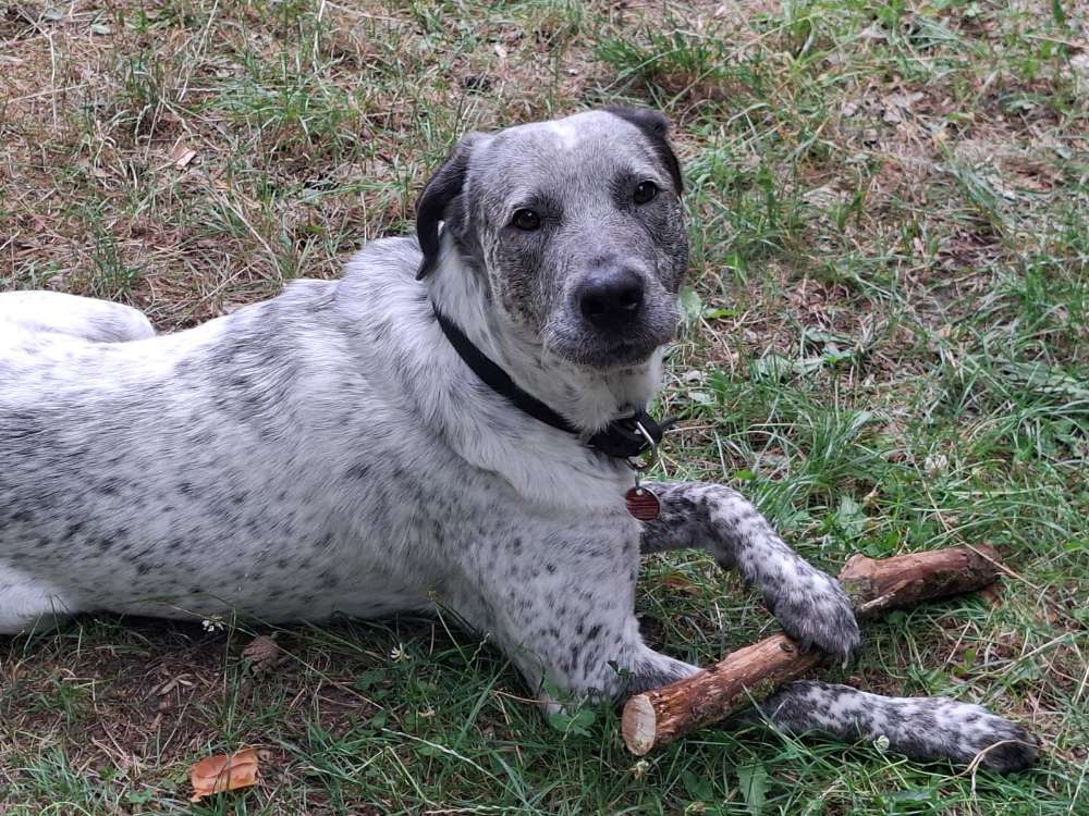 Hundetreffen-UM DEN AHRENDSFELDER BERG-Profilbild