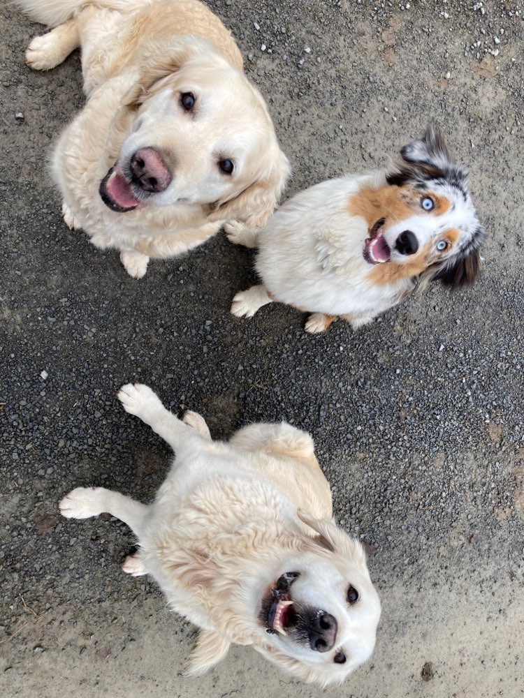 Hundetreffen-Hundebetreuung-Profilbild