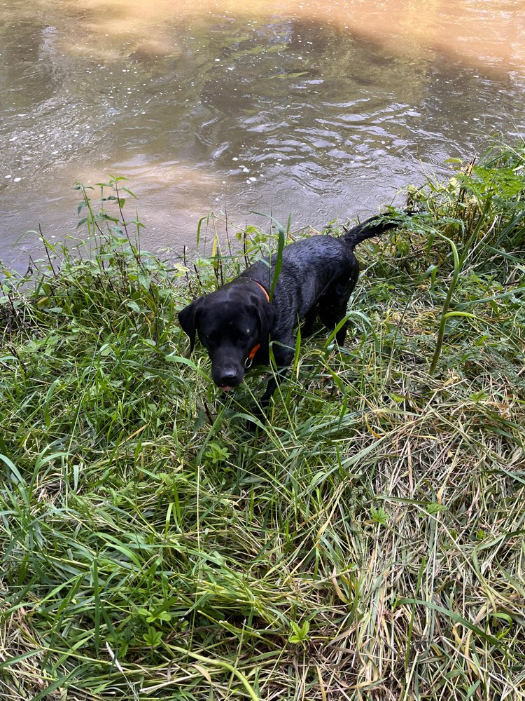Hundetreffen-Gassi- und Spielrunde-Profilbild