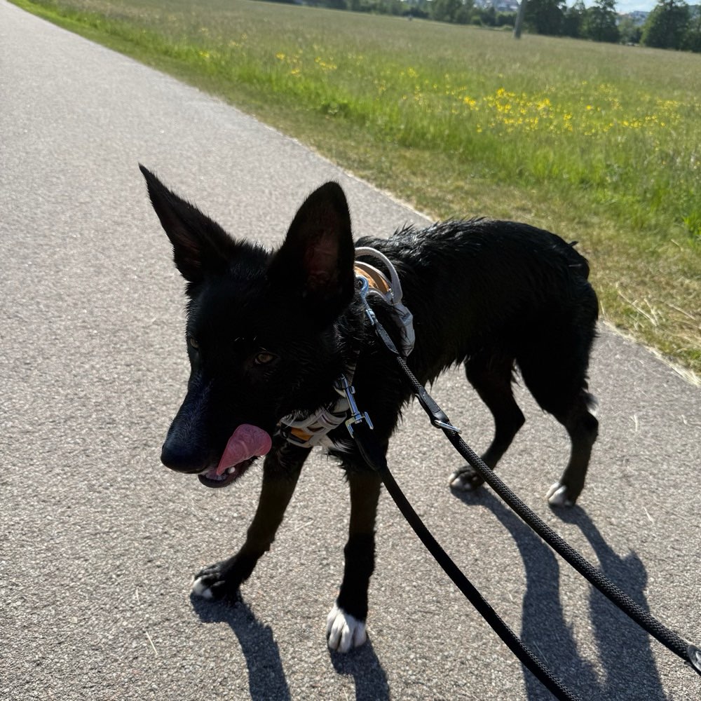 Hundetreffen-Gassi gehen und Spielrunde-Profilbild