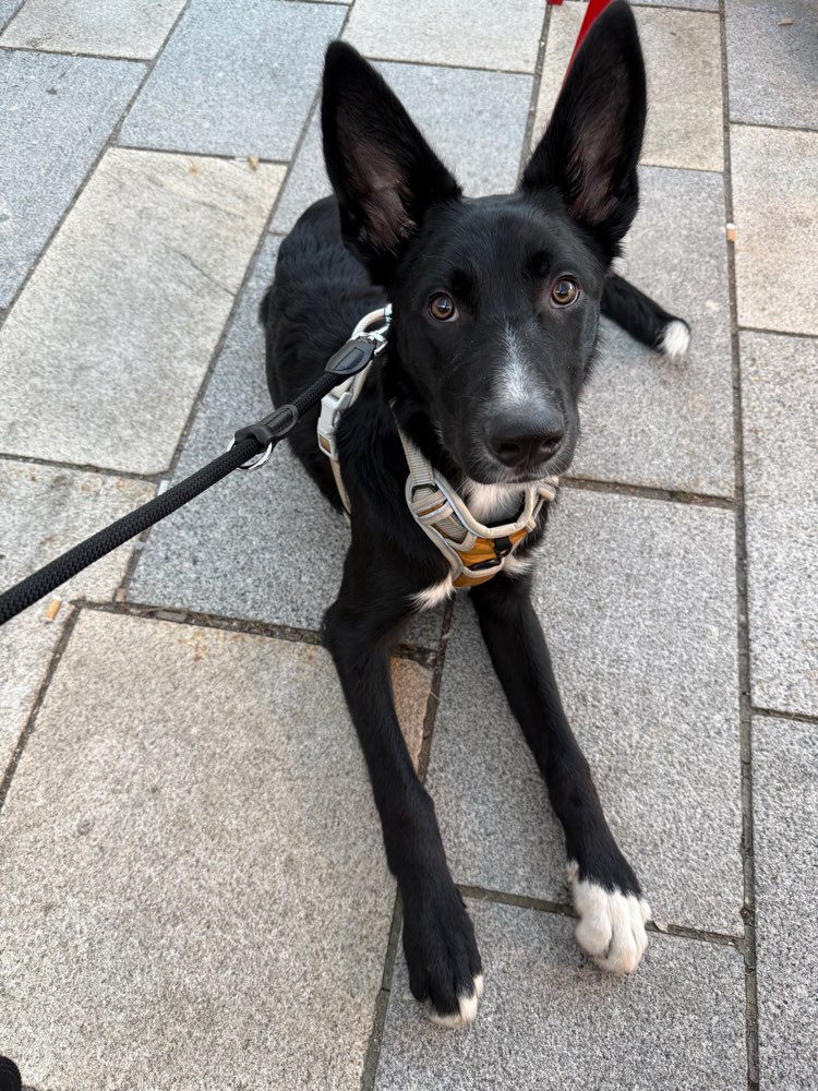 Hundetreffen-Gassi gehen und Spielrunde-Profilbild