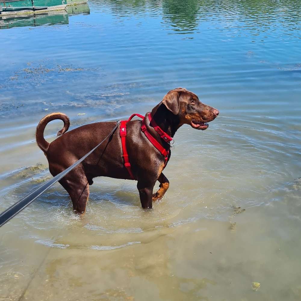 Hundetreffen-Gassi und Spielfreund gesucht-Profilbild