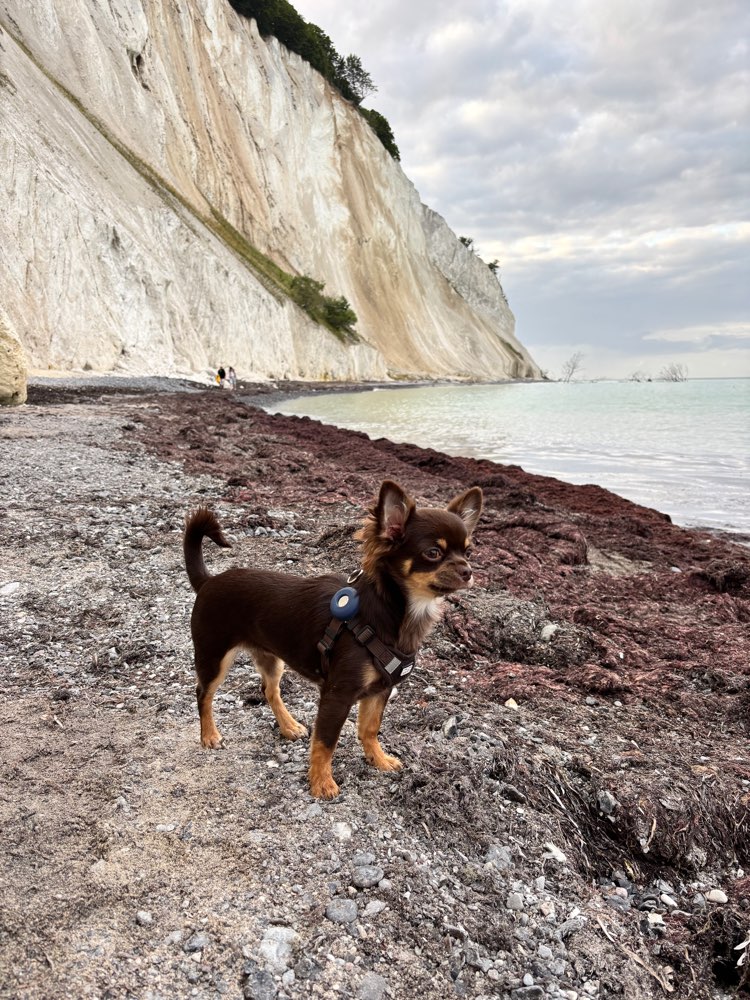 Hundetreffen-Kleine Hunde in Reinickendorf und Umgebung gesucht-Profilbild