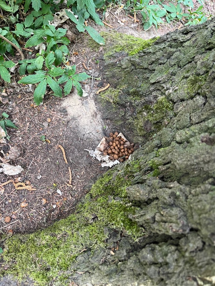 Giftköder-Giftköder-Profilbild