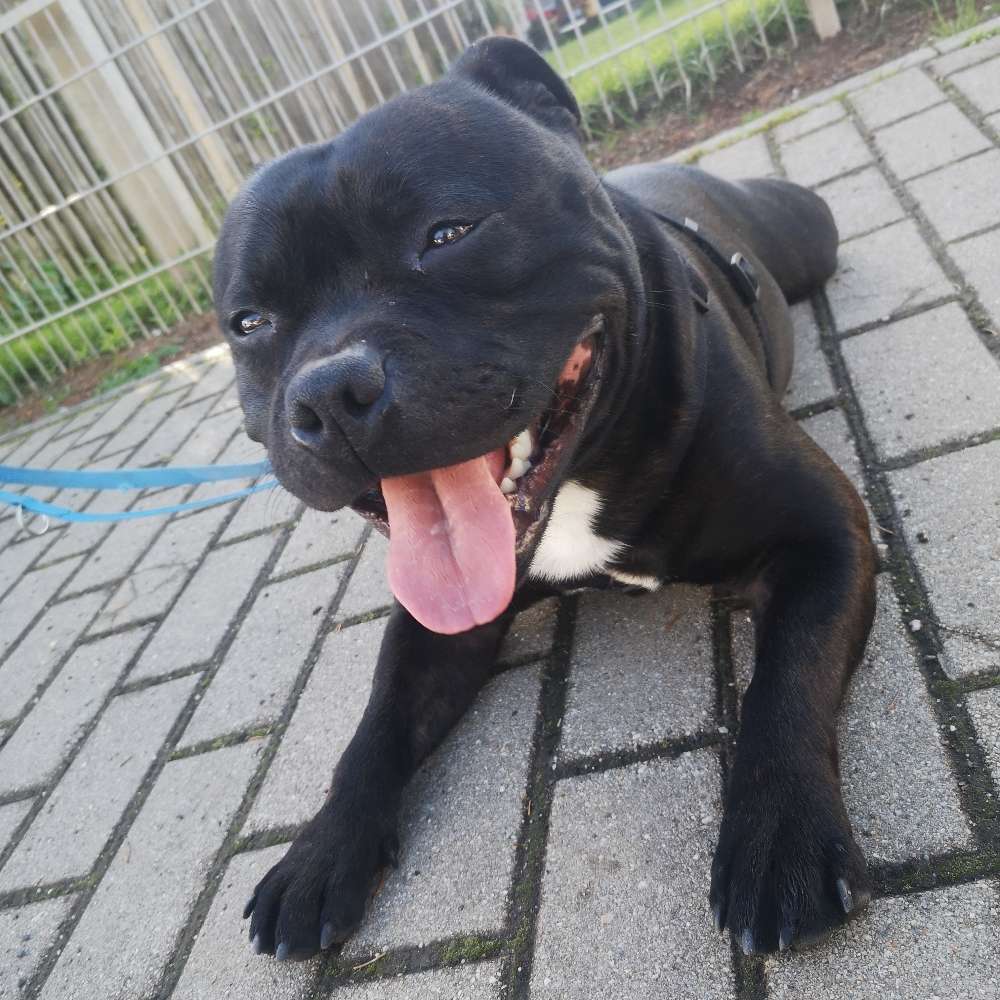 Hundetreffen-Gassi oder Spielrunde-Profilbild