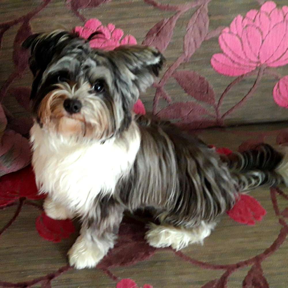 Hundetreffen-Hundebegegnung üben-Profilbild