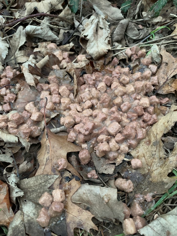 Giftköder-Ausgelegtes Nassfutter-Profilbild