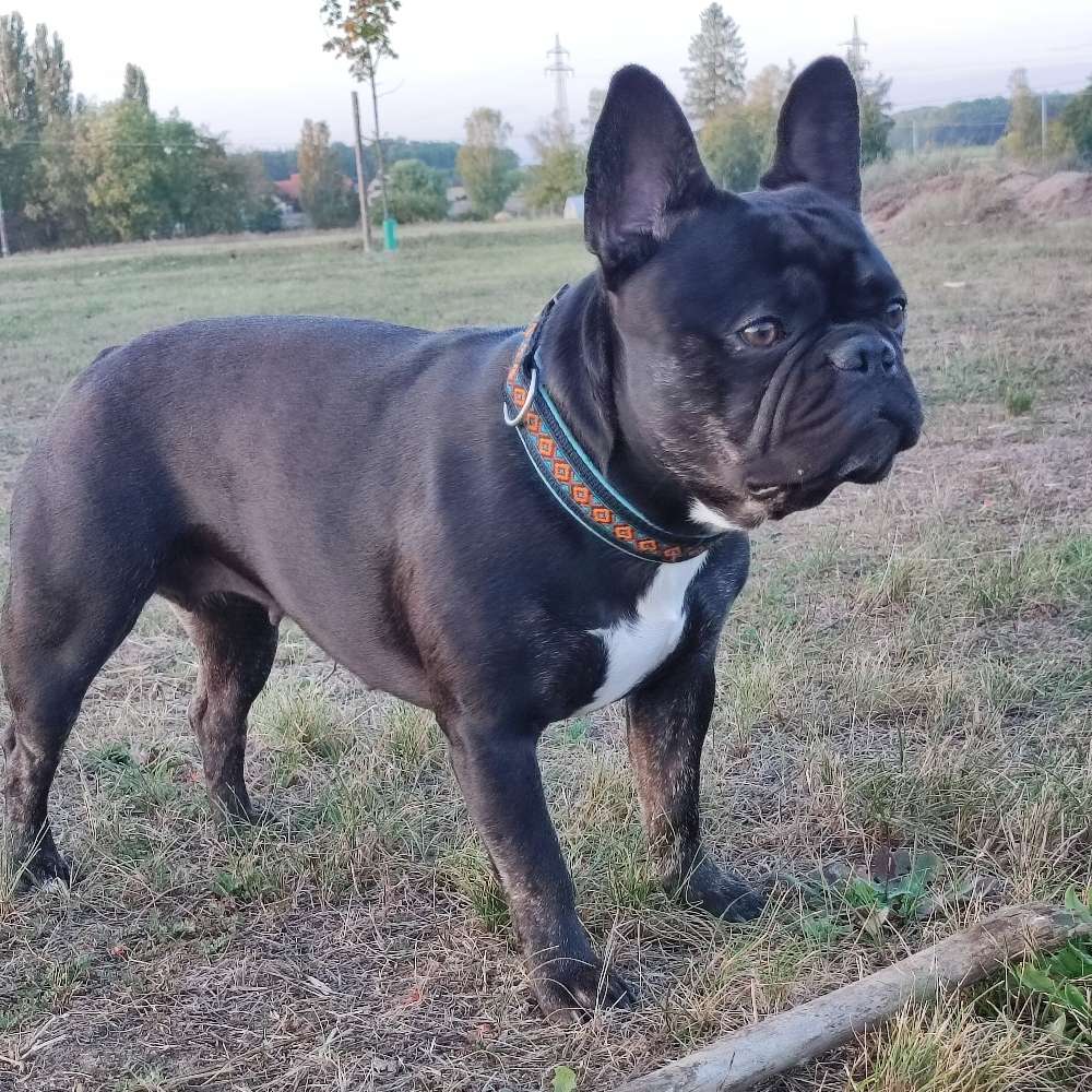 Hundetreffen-Französische Bulldoggen-Profilbild