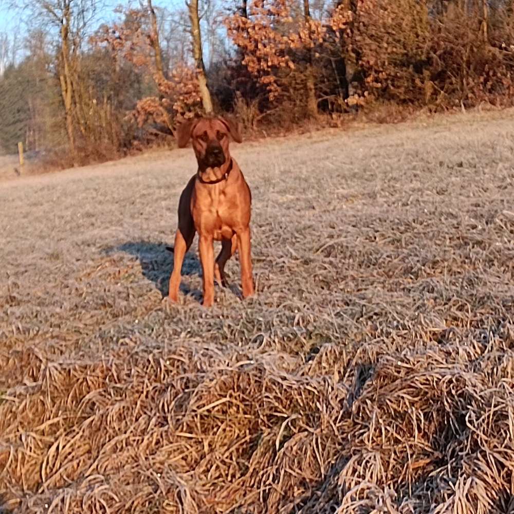 Hundetreffen-Zum Gassi gehen + spielen-Profilbild